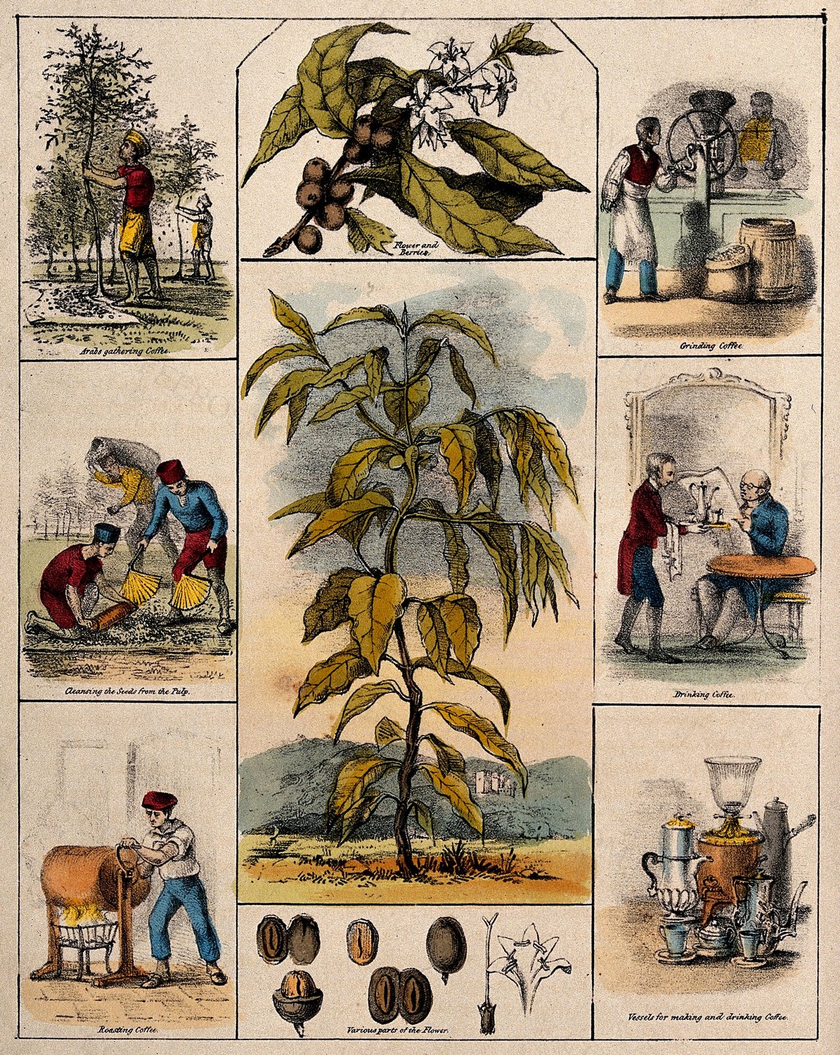 19th-century Coffea arabica botanical engraving from the Wellcome Collection