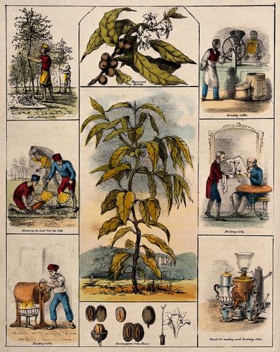Coffea arabica — Flower & Fruit, Segmented