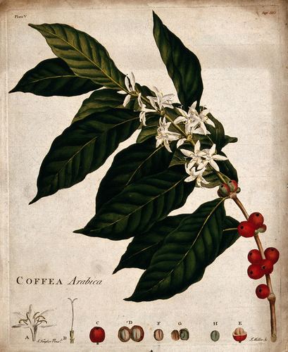 Rococo & 18th c.