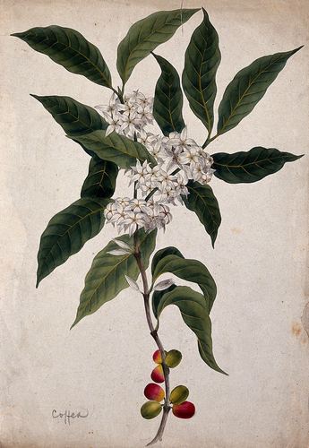 Coffee plant (Coffea arabica): flowering and fruiting stem. Watercolour
